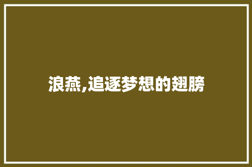 浪燕,追逐梦想的翅膀