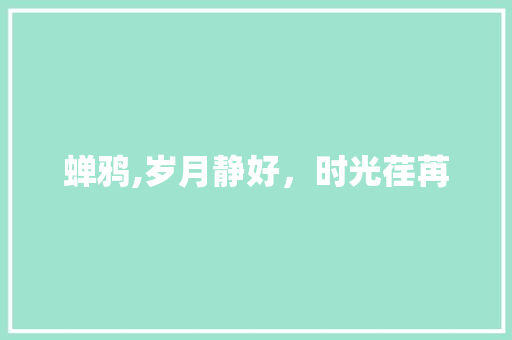 蝉鸦,岁月静好，时光荏苒 采访稿