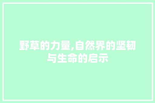 野草的力量,自然界的坚韧与生命的启示