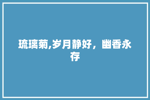 琉璃菊,岁月静好，幽香永存