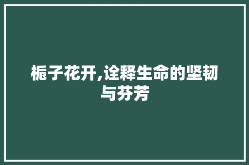 栀子花开,诠释生命的坚韧与芬芳
