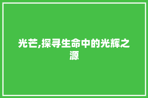 光芒,探寻生命中的光辉之源