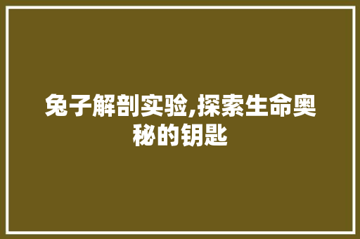 兔子解剖实验,探索生命奥秘的钥匙
