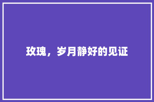 玫瑰，岁月静好的见证