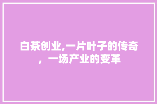 白茶创业,一片叶子的传奇，一场产业的变革