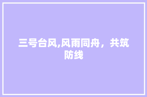 三号台风,风雨同舟，共筑防线 特写稿